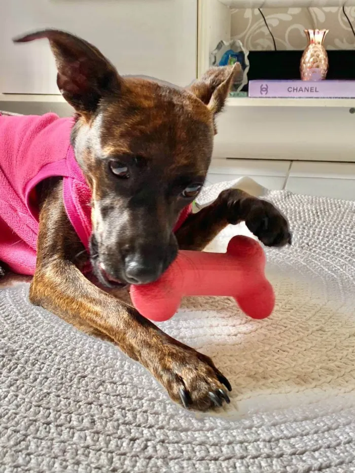 Cachorro raça Sem raça definida idade 1 ano nome Shakira