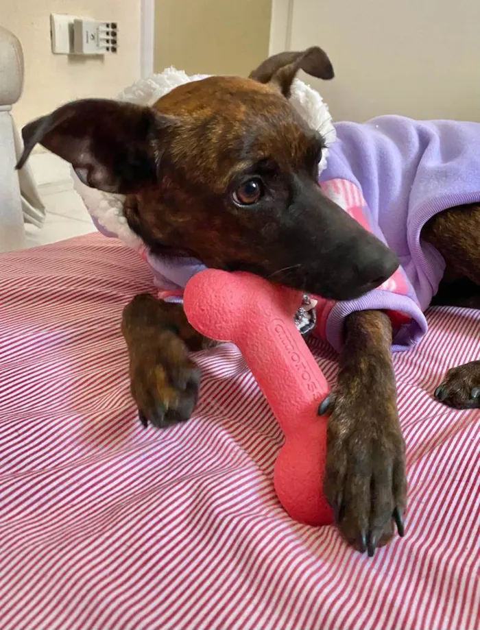 Cachorro raça Sem raça definida idade 1 ano nome Shakira