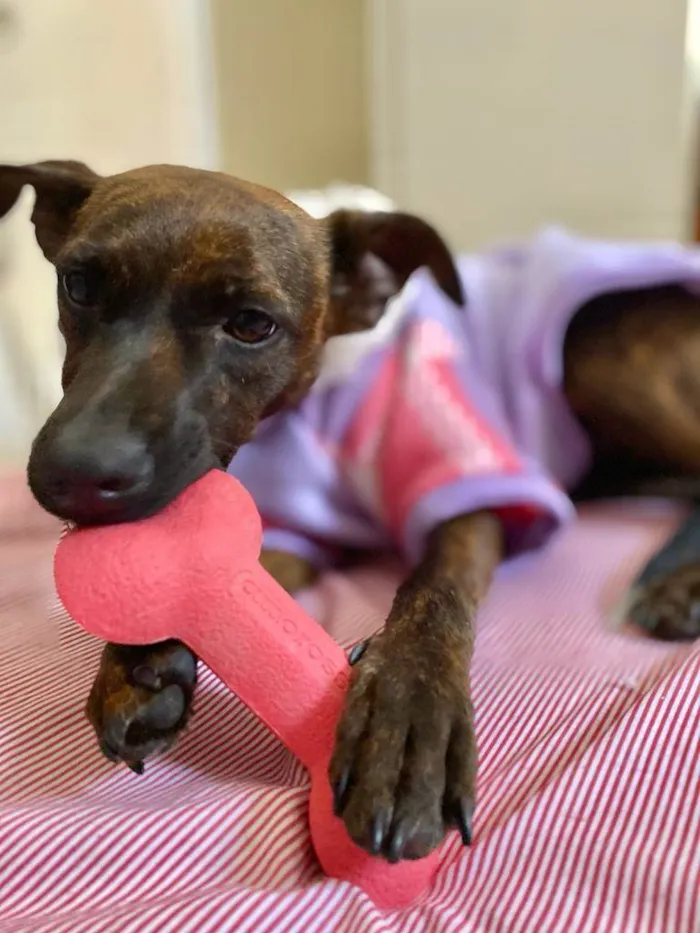 Cachorro raça Sem raça definida idade 1 ano nome Shakira