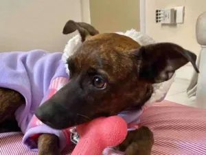 Cachorro raça Sem raça definida idade 1 ano nome Shakira