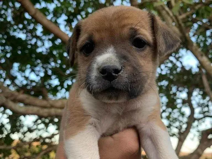 Cachorro ra a SRD idade Abaixo de 2 meses nome Não tem nome. São 4 