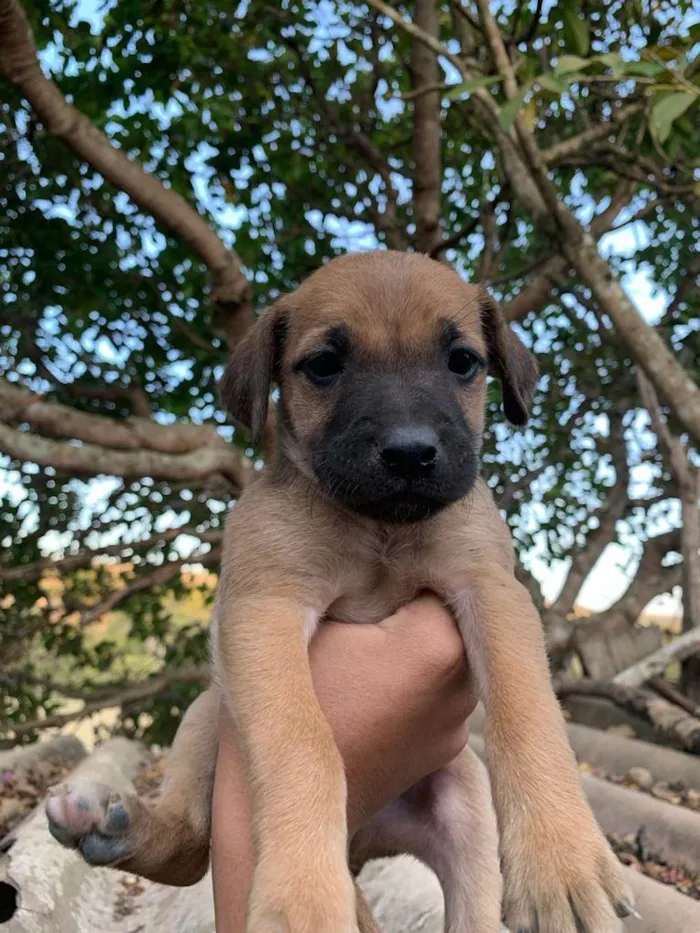 Cachorro ra a SRD idade Abaixo de 2 meses nome Não tem nome. São 4 