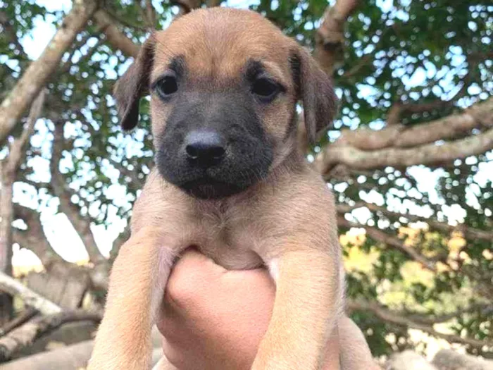 Cachorro ra a SRD idade Abaixo de 2 meses nome Não tem nome. São 4 