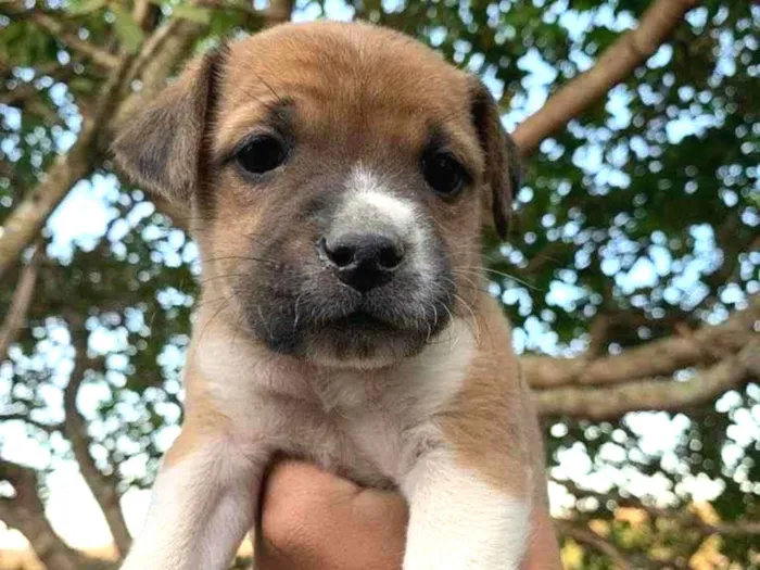 Cachorro ra a SRD idade Abaixo de 2 meses nome Não tem nome. São 4 
