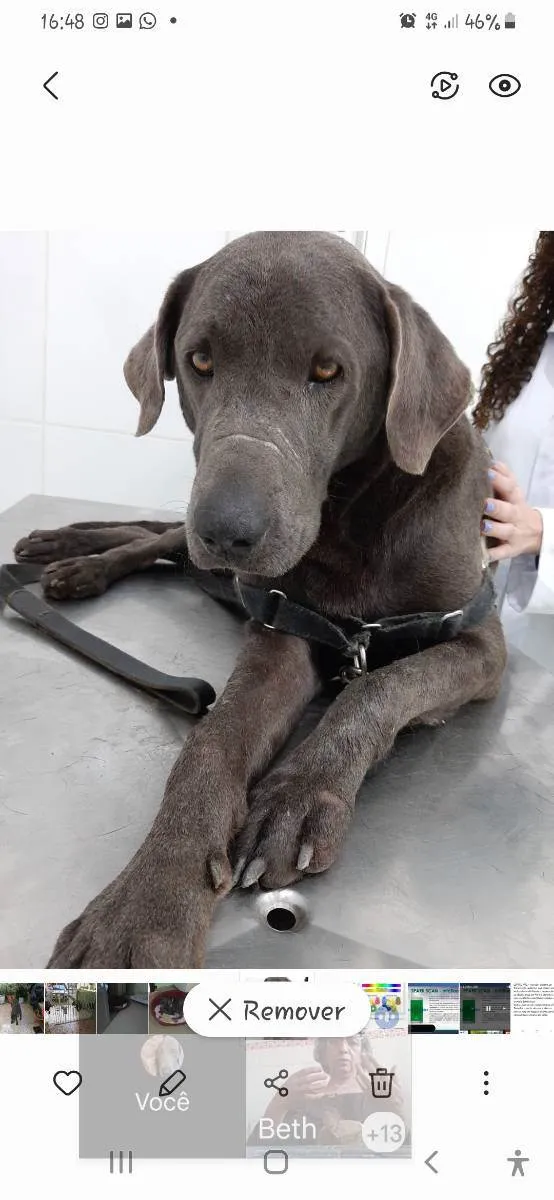 Cachorro raça Labrador com waimaraner  idade 6 ou mais anos nome ZEUS