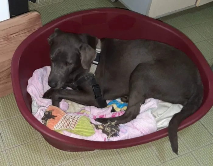 Cachorro raça Labrador com waimaraner  idade 6 ou mais anos nome ZEUS