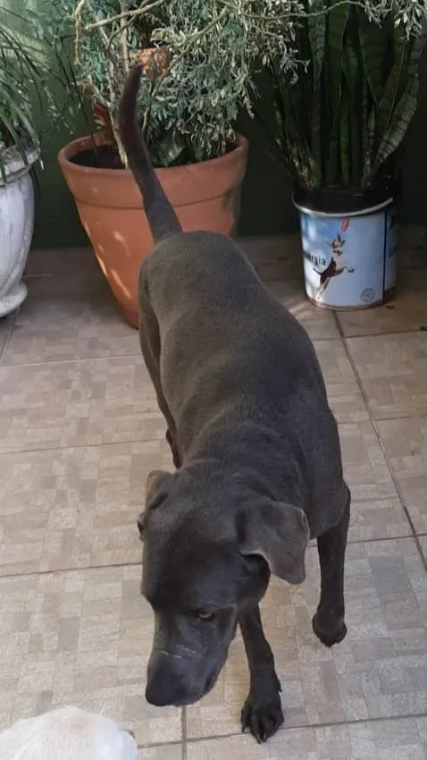 Cachorro raça Labrador com waimaraner  idade 6 ou mais anos nome ZEUS