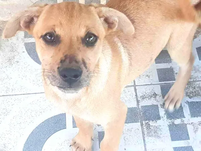 Cachorro ra a Vira lata idade 2 a 6 meses nome Não tem 