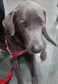 Cachorro raça Labrador com waimaraner  idade 6 ou mais anos nome ZEUS