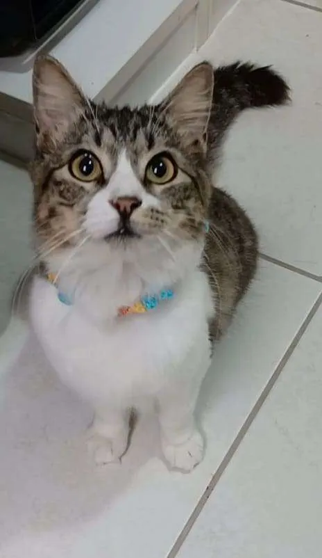 Gato ra a Srd idade 7 a 11 meses nome BENEDITA
