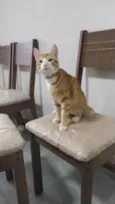 Gatinhos 