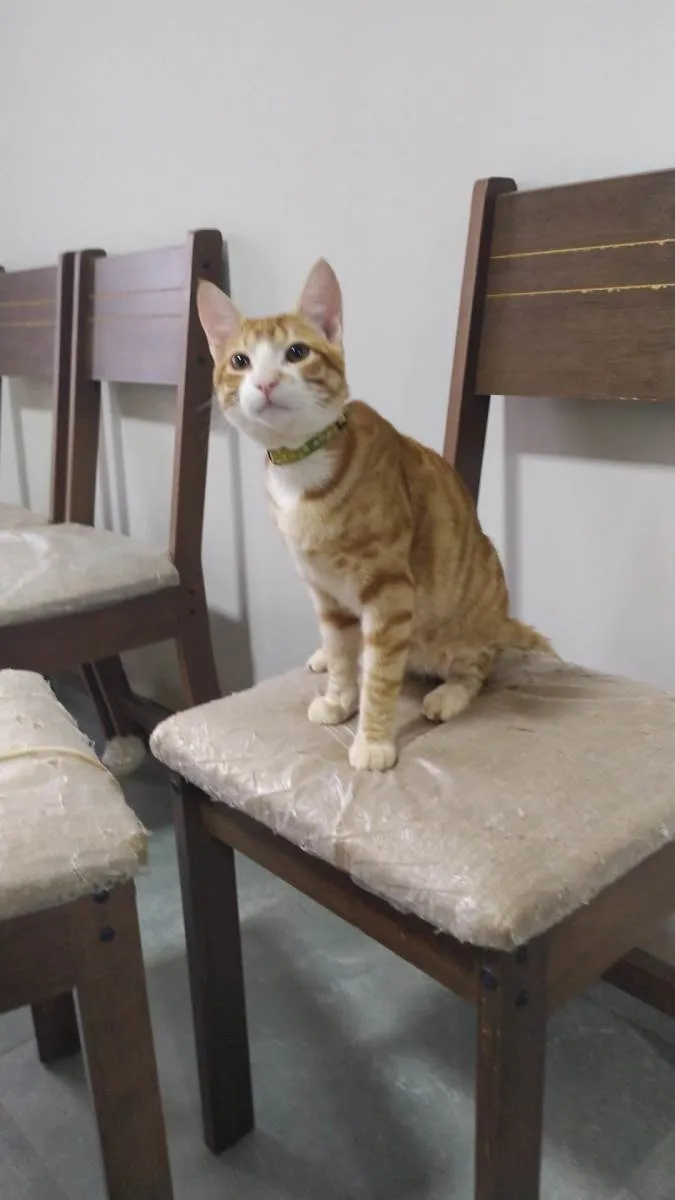 Gato ra a  idade 2 a 6 meses nome Gatinhos 