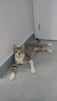 Gatinhos 
