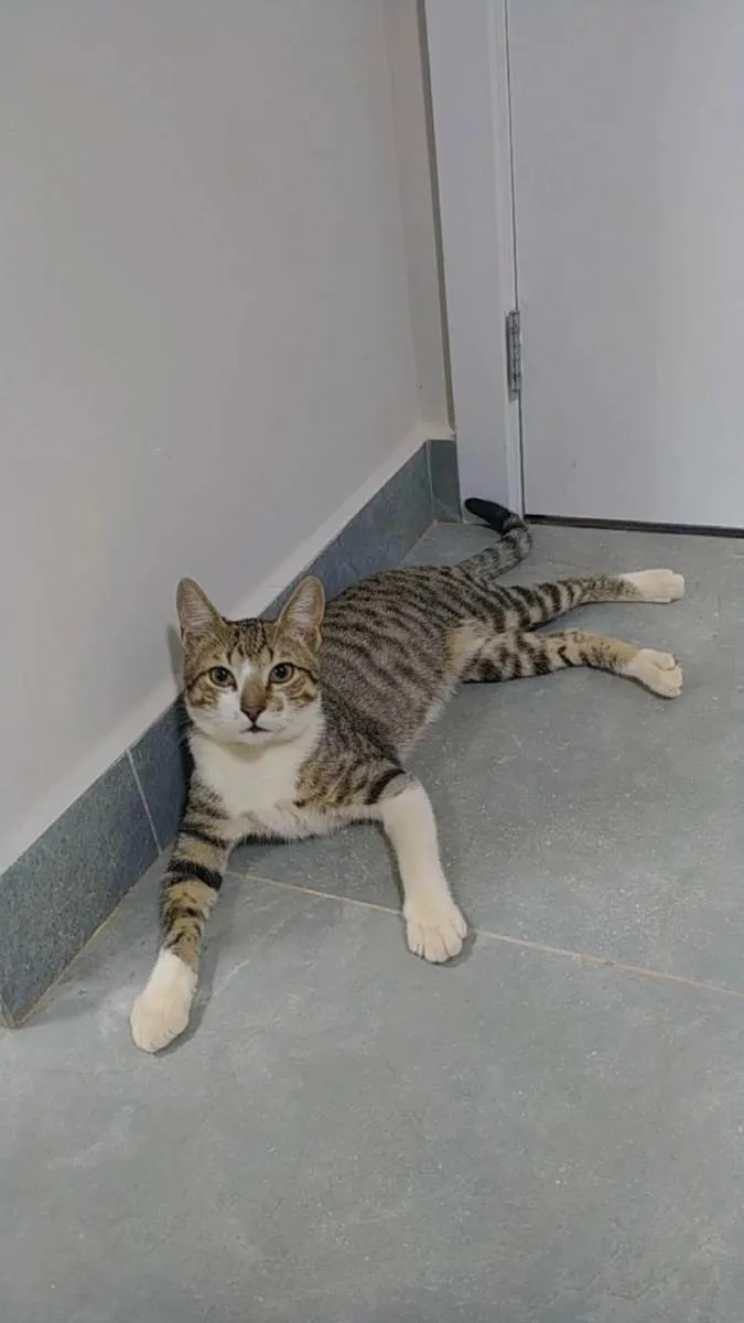 Gato ra a  idade 2 a 6 meses nome Gatinhos 