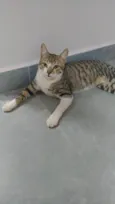 Gatinhos 