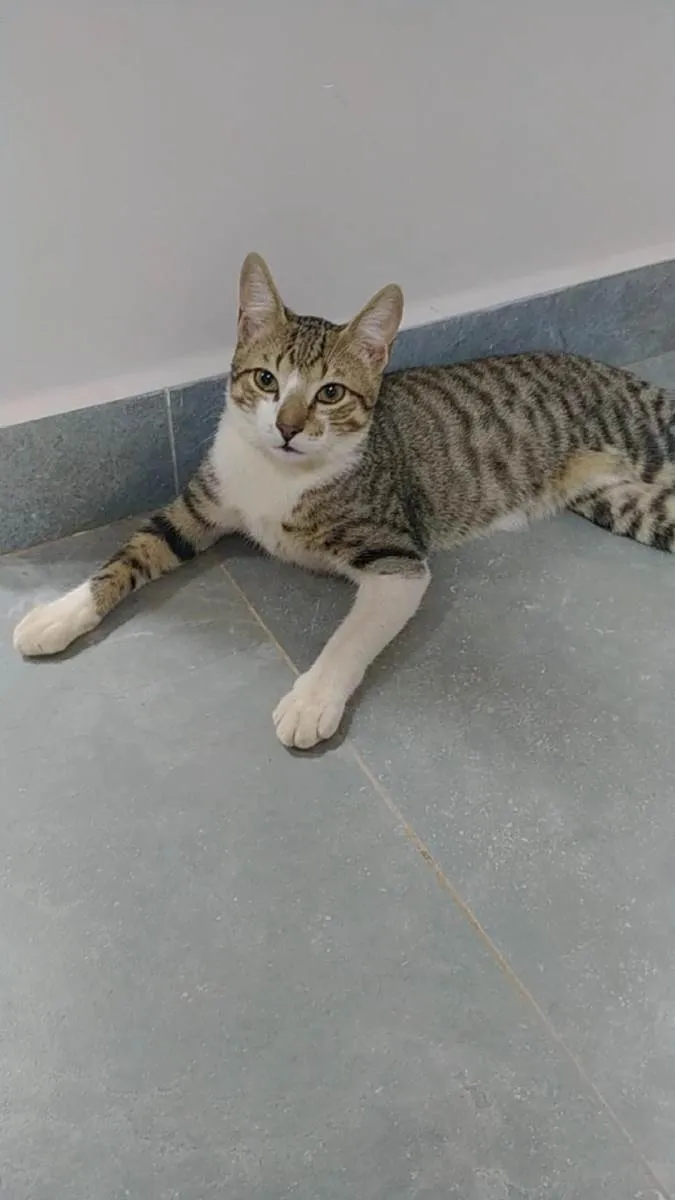 Gato ra a  idade 2 a 6 meses nome Gatinhos 