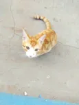 Gatinhos 