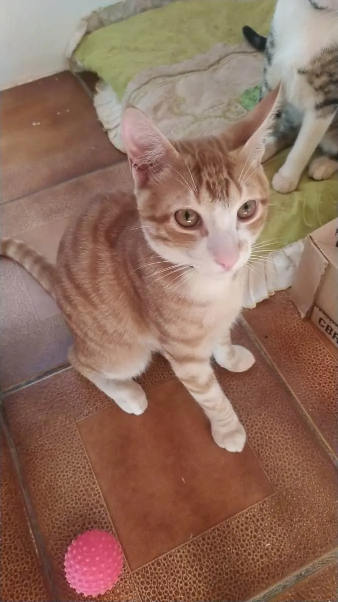 Gato ra a  idade 2 a 6 meses nome Gatinhos 