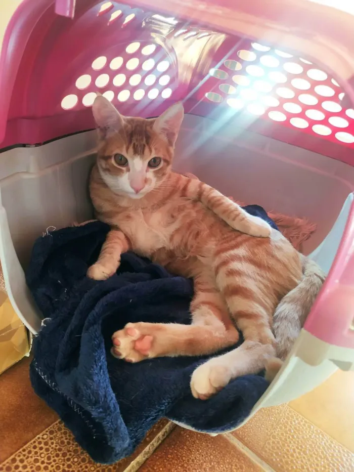 Gato ra a  idade 2 a 6 meses nome Gatinhos 