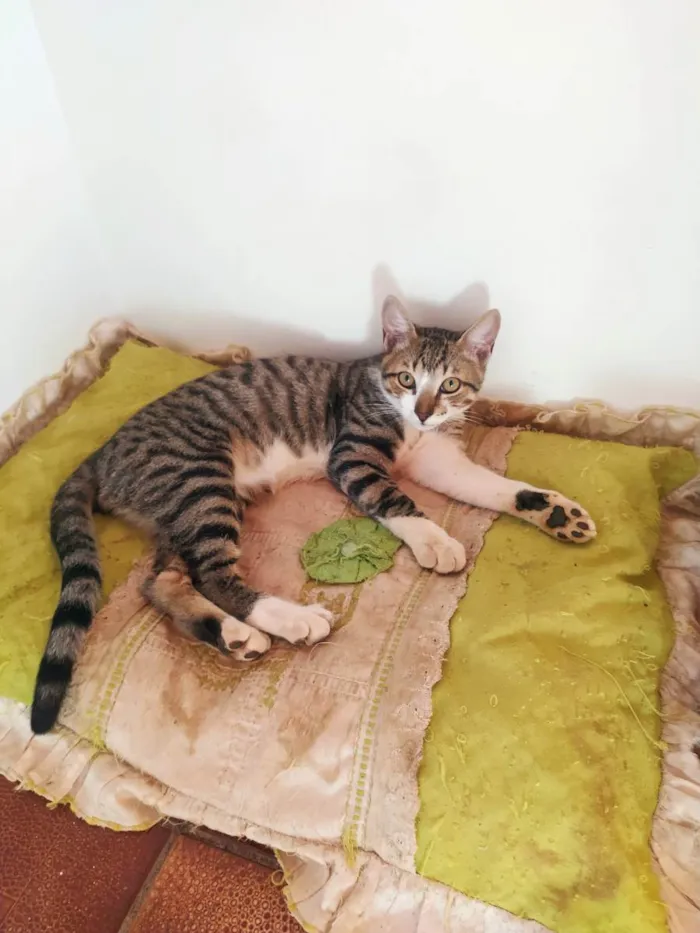 Gato ra a  idade 2 a 6 meses nome Gatinhos 