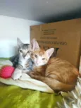 Gatinhos 