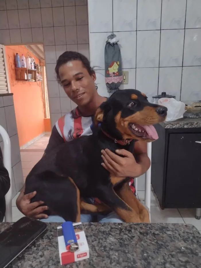 Cachorro raça Rottweiler idade 7 a 11 meses nome Magnus 