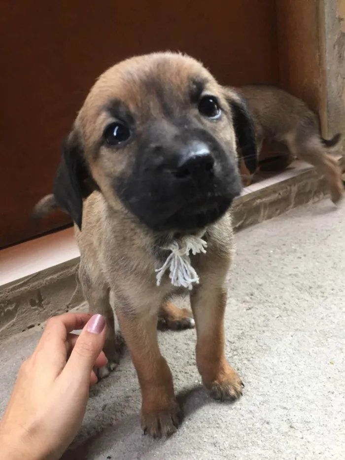 Cachorro ra a Vira lata idade Abaixo de 2 meses nome Filhotes fofinhos