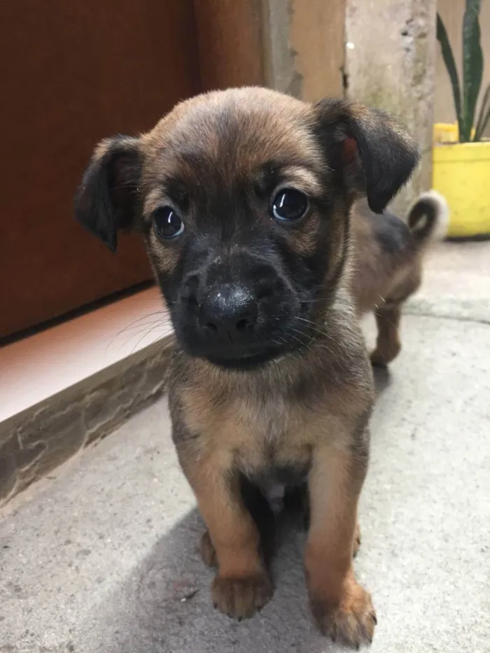 Cachorro ra a Vira lata idade Abaixo de 2 meses nome Filhotes fofinhos