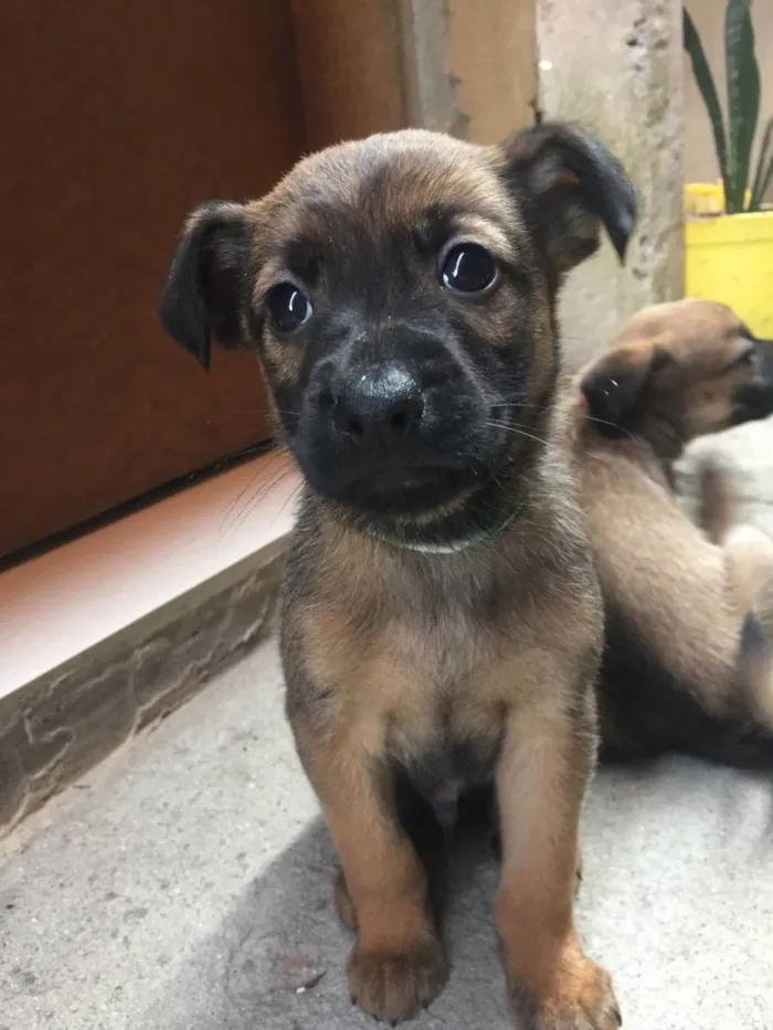 Cachorro ra a Vira lata idade Abaixo de 2 meses nome Filhotes fofinhos