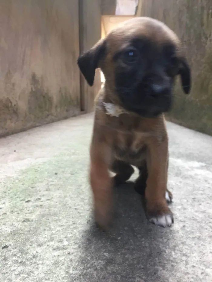 Cachorro ra a Vira lata idade Abaixo de 2 meses nome Filhotes fofinhos