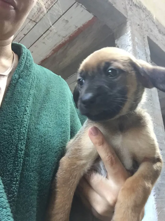 Cachorro ra a Vira lata idade Abaixo de 2 meses nome Filhotes fofinhos