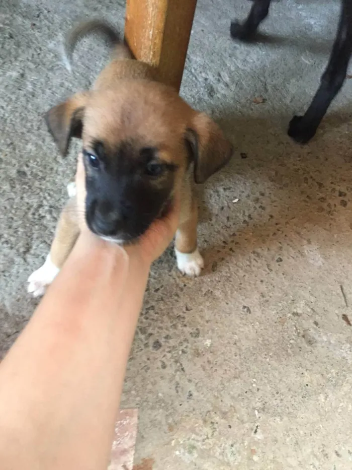 Cachorro ra a Vira lata idade Abaixo de 2 meses nome Filhotes fofinhos