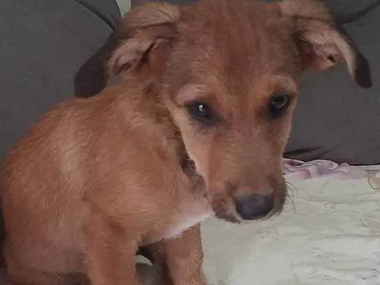 Cachorro ra a  idade 2 a 6 meses nome Bingo