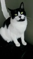Filó