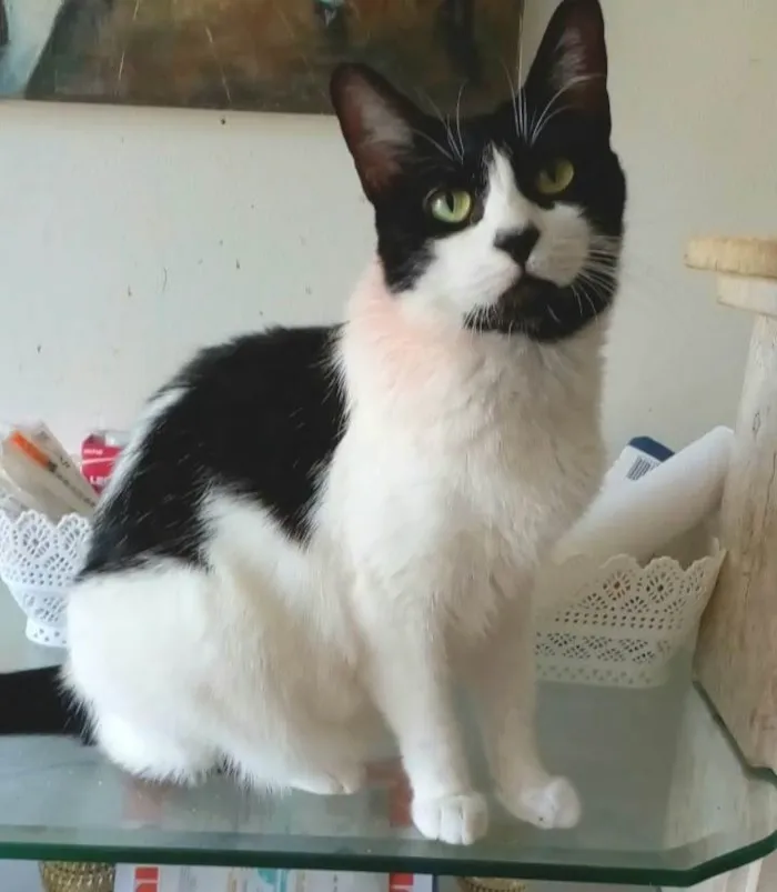 Gato ra a Srd idade 2 anos nome Filó 