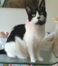Filó