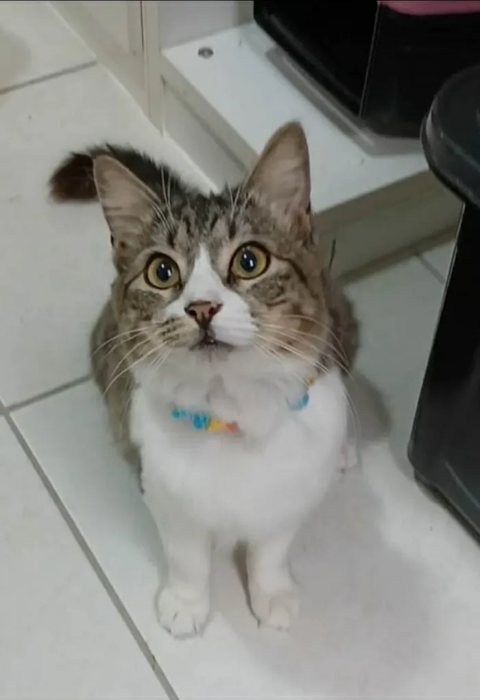 Gato ra a srd tigradinha  idade 7 a 11 meses nome BENEDITA 