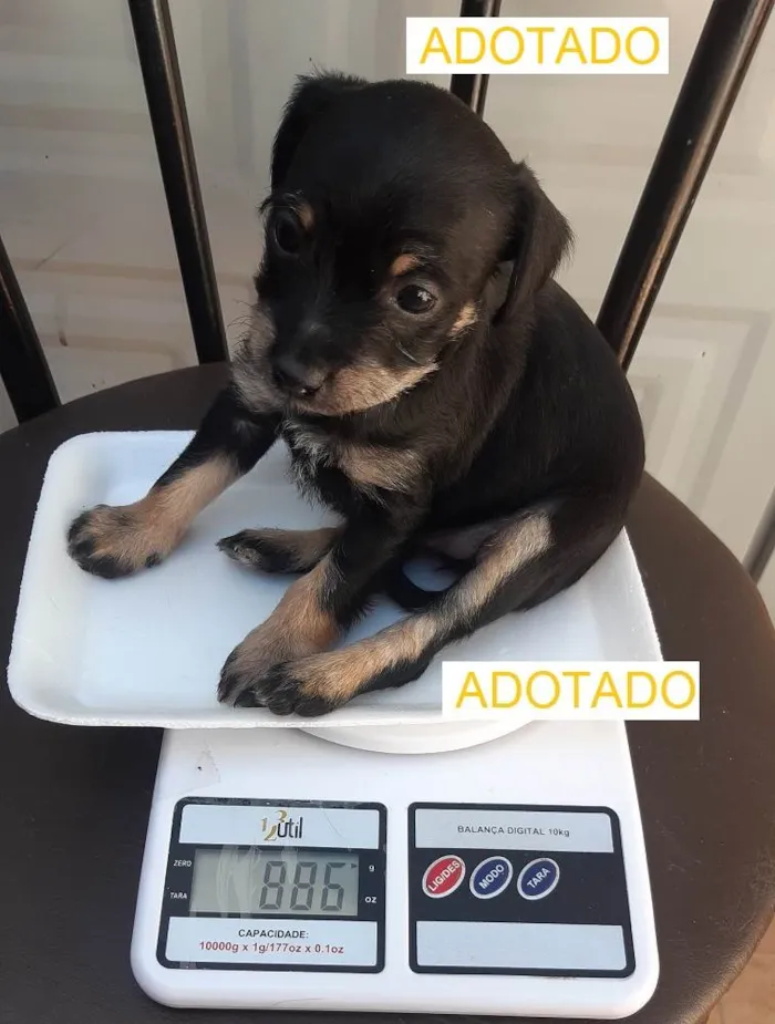Cachorro ra a Mista idade 2 anos nome Móira