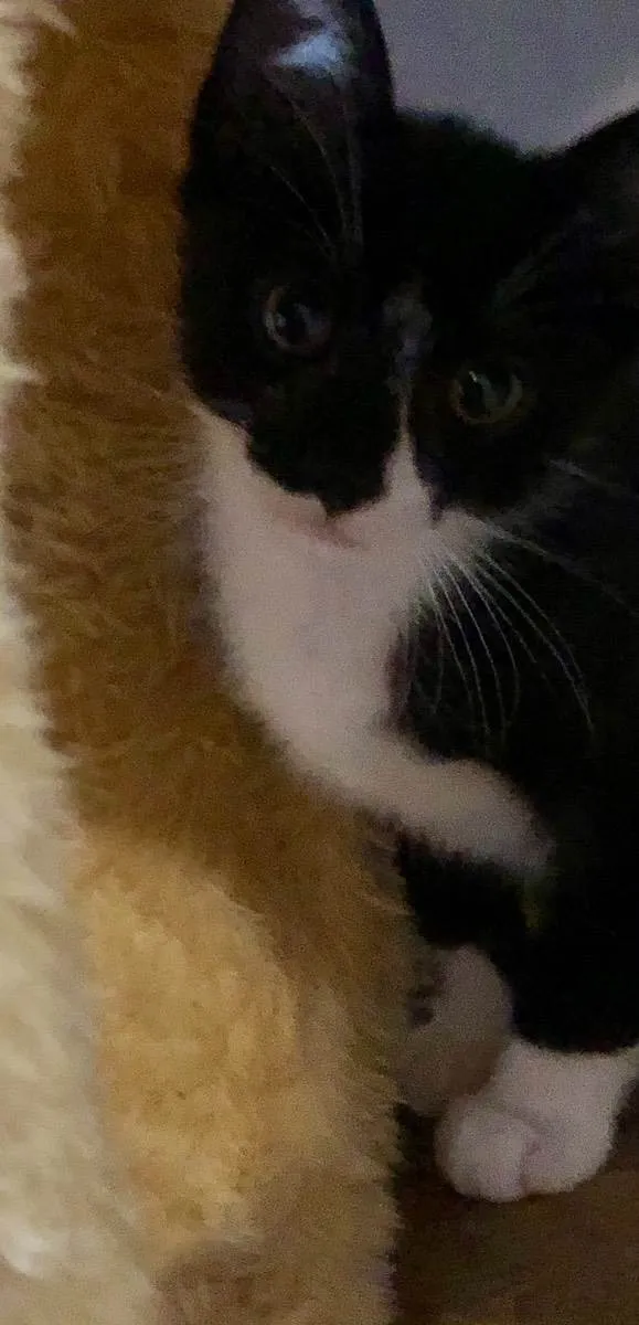 Gato ra a Srd idade 2 a 6 meses nome Ramon