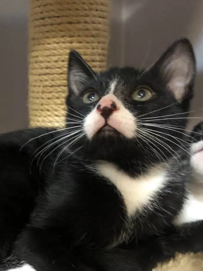 Gato ra a Srd idade 2 a 6 meses nome Ramiro