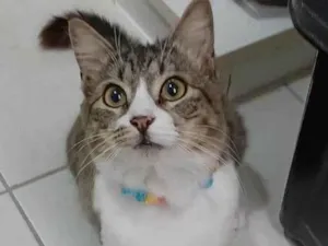 Gato raça Srd idade 7 a 11 meses nome BENEDITA
