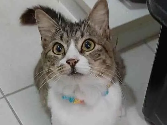 Gato ra a Srd idade 7 a 11 meses nome BENEDITA