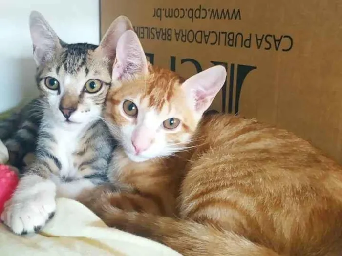 Gato ra a  idade 2 a 6 meses nome Gatinhos 