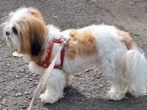 Cachorro raça Shitzu idade 5 anos nome Amora