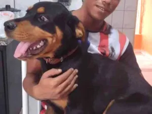 Cachorro raça Rottweiler idade 7 a 11 meses nome Magnus 