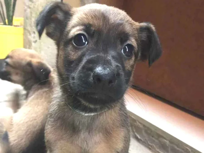 Cachorro ra a Vira lata idade Abaixo de 2 meses nome Filhotes fofinhos