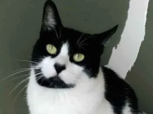 Gato raça Srd idade 2 anos nome Filó 