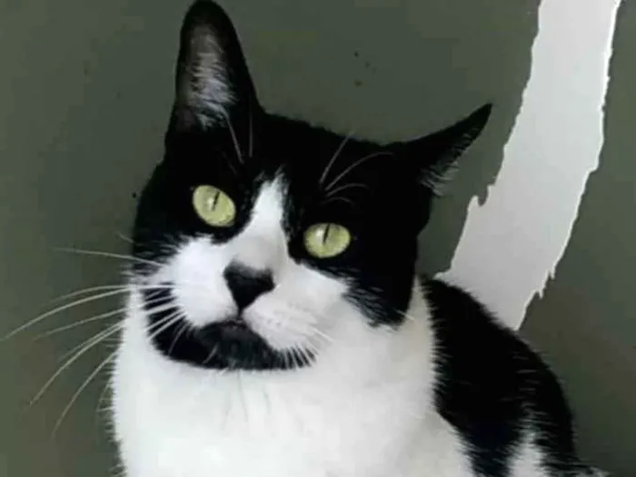 Gato ra a Srd idade 2 anos nome Filó 