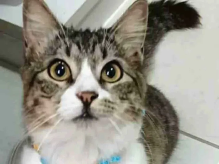 Gato ra a srd tigradinha  idade 7 a 11 meses nome BENEDITA 