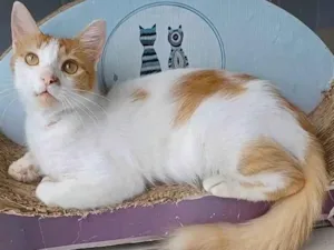 Gato raça Srd idade 1 ano nome Ozzy 